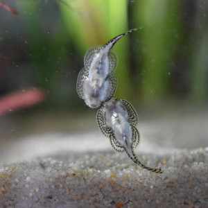 Publication de Orchidsfish