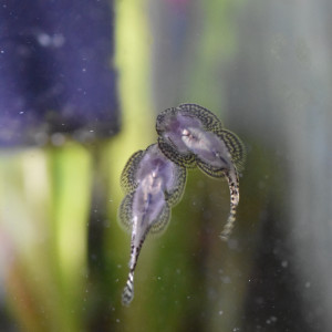 Publication de Orchidsfish