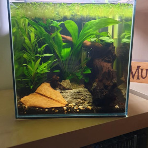 30L Betta