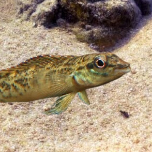 Teleocichla centrarchus