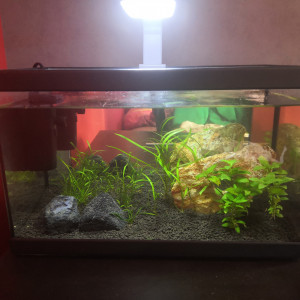 Aquarium eau douce 18l
