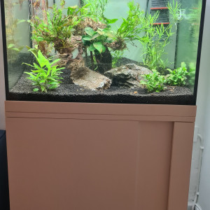 Mon 1er aquarium