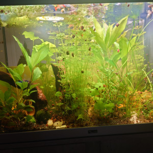 Kestufela   140 L