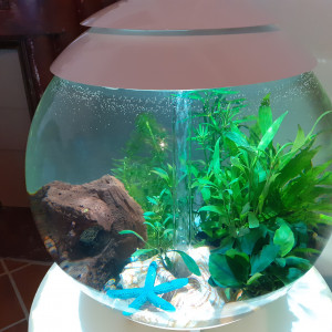 Biorb Halo 60l