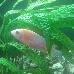 Publication de Cichlides37
