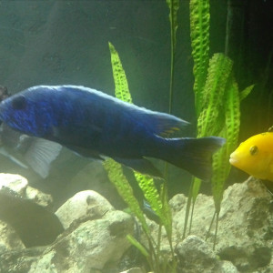Publication de Cichlides37
