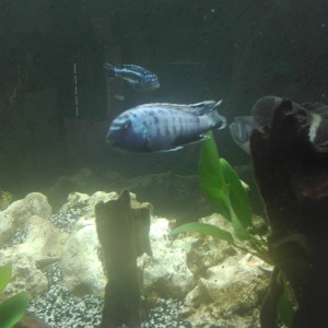 Publication de Cichlides37