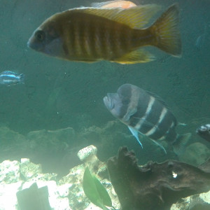 Publication de Cichlides37