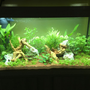 Biotope eau douce