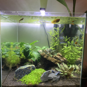 Cube 54L