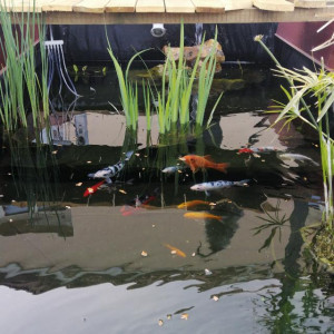 Bassin