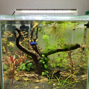 02 2019 à 07 2022 Betta Plakat Halfmoon