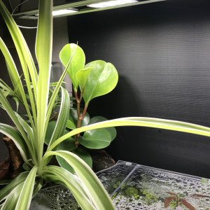 Publication de Bleu1804