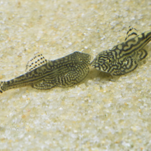 Publication de Orchidsfish