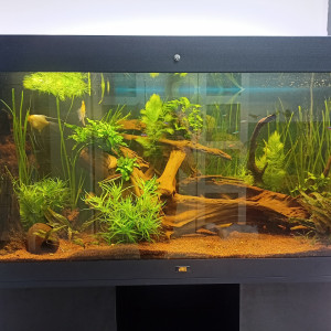 360L Amazonien