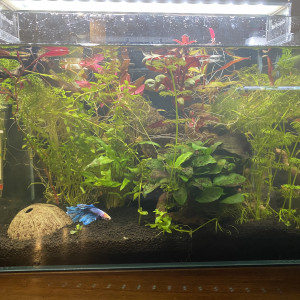 Betta planté