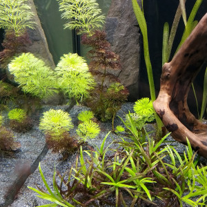 Publication de Jade38