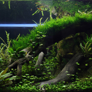 Publication de hydrocotyle