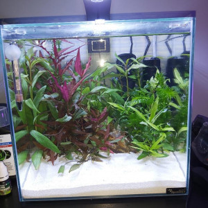 Mon aquarium