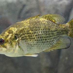 Ambloplites rupestris