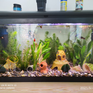 Guppys Mollys Platys