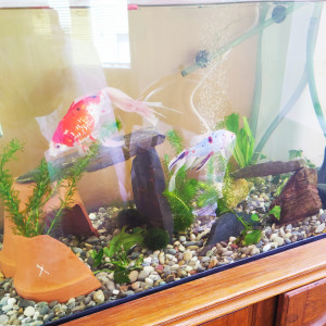 Maurice et La Sardine