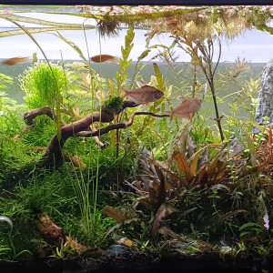 Au bonheur des crevettes