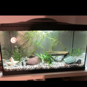 Platys et physes
