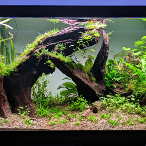 Experimental Fish Tank - Apistogramma