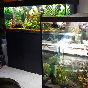 aquarium paludarium