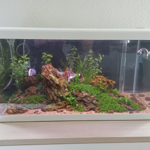 Coronaquascape.variant 2