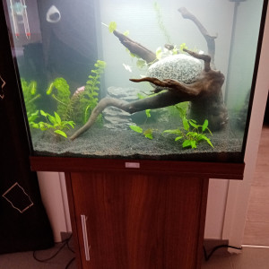 Publication de Papsss