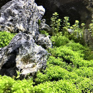 Publication de Lottomans