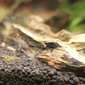 Publication de TortueGeniale91