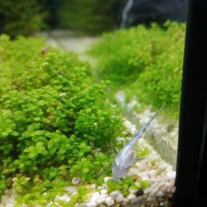 Publication de Fish59