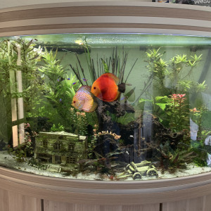 Publication de ElsaSub