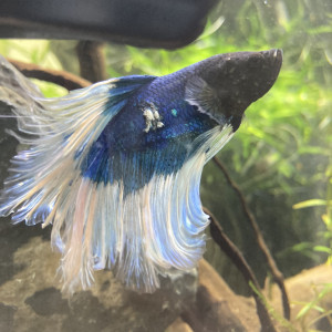 Publication de richardlaurentfoucault