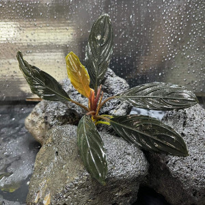 Publication de Guillaume-Bucephalandra78