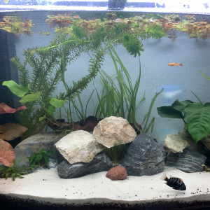 Aquarium nigros