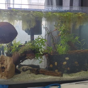Aquarium de quarantaine 75l net