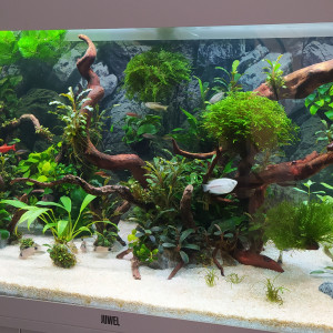 Publication de Kamelot