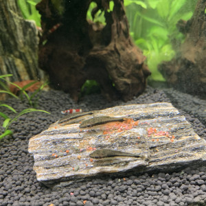 Publication de Ermelo