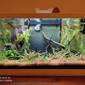 Aquarium Betta