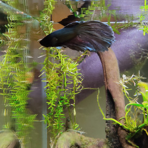 Publication de Papaille