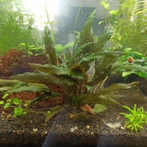 Publication de Maylis