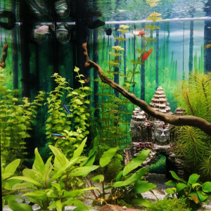 Publication de Fish59