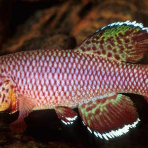Nothobranchius orthonotus