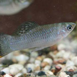 Poecilia mexicana