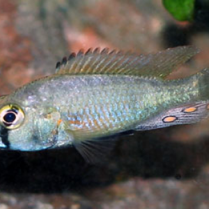 Astatotilapia flaviijosephi