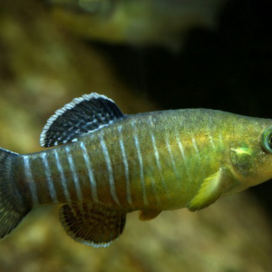 Aphanius farsicus